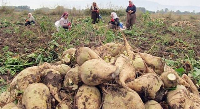 Şeker pancarında yüksek verim bekleniyor