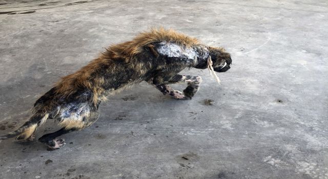 Sokak köpeği tedaviyle adeta ölümün elinden alındı