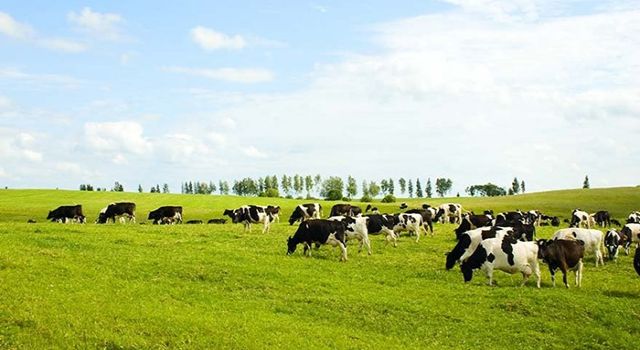 Hayvancılık yatırımlarına hibe desteği geliyor