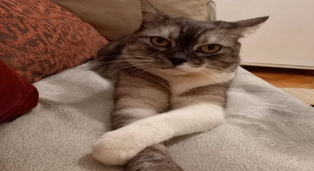 Zekeriya Ekinci yazdı: KEDİ, ŞİİR VE ŞAİR
