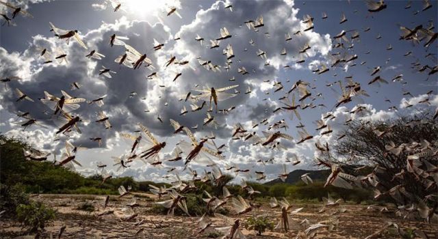 Çekirge sürüleri Kenya'da 15 ilçeyi istila etti
