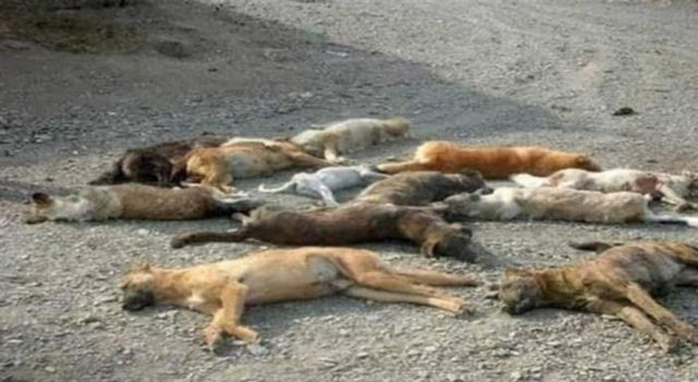 Şengal'de köpekler zehirlenerek öldürüldü