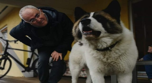 Zekeriya EKİNCİ yazdı: BİR KÖPEĞİN HİKÂYESİ