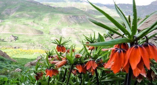 Misbah ERATİLLA yazdı: Ters Lalenin Gözyaşları