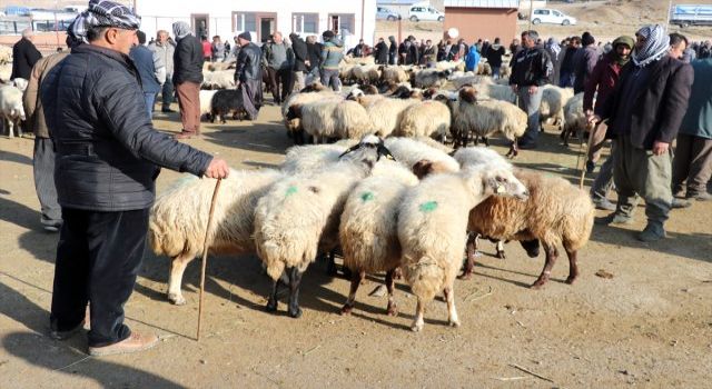 Van’da küçükbaş hayvan sayısında yüzde 17 artış oldu
