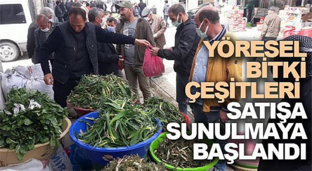 Kırda toplanan pancar çeşitleri satışa sunulmaya başlandı