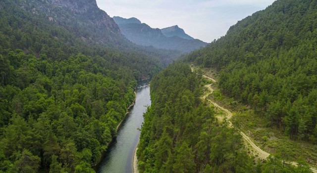 Muğla Sığla Ormanları’nın korunacak alanları yeniden belirlendi