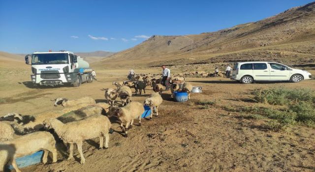 Suların kuruduğu Van'da hayvanlar taşıma su ile ayakta kalıyor