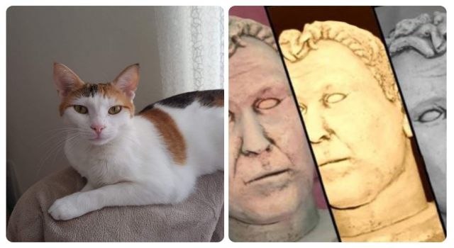 Zekeriya EKİNCİ yazdı: Öteki Kedi