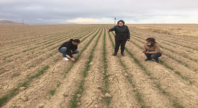 Kuraklık endişesiyle çiftçi 'tir ekim'e yöneldi