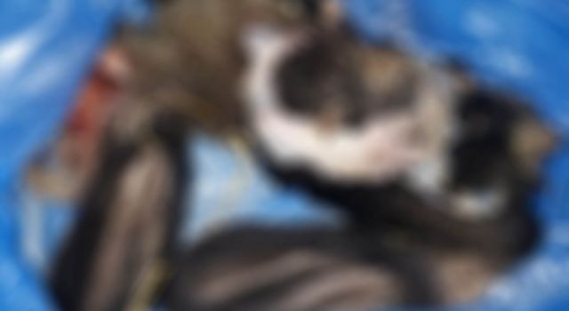 Yavru köpekleri zehirledikten sonra derisini yüzmüşler!