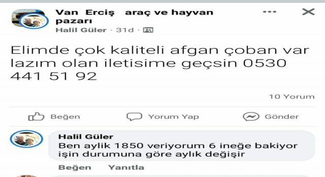 "Elimde çok kaliteli Afgan çoban var" paylaşımı yapan şahıs gözaltına alındı