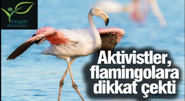 "Van'da neden flamingo festivali yapılmıyor?"