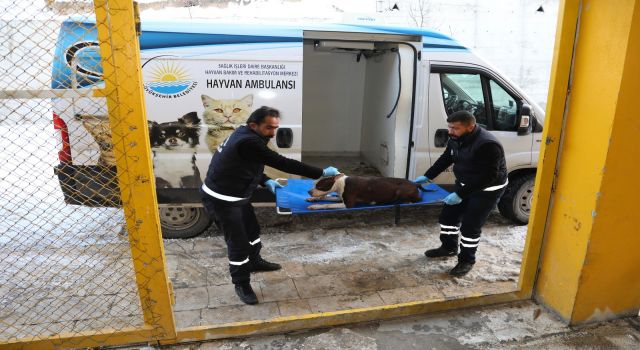 Van'da, tehlikeli ırk köpekler kısırlaştırılacak