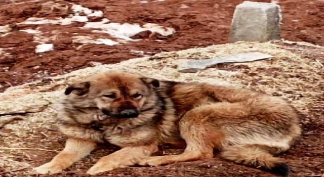 Mülkiye Tekin yazdı: Bir köpeğin duygulandıran sadakati