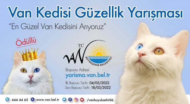 Van Kedisi güzellik yarışması düzenleniyor