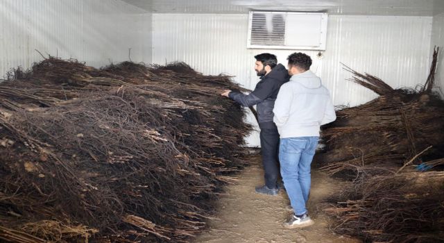 Çiftçiye yüzde 50 hibeli ceviz fidanı desteği
