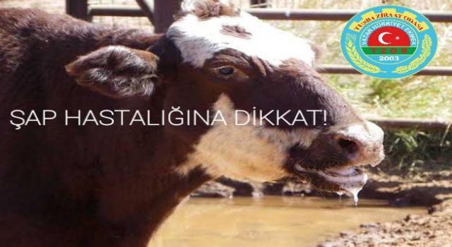 Van'da şap hastalığı nedeniyle hayvan pazarı kapatıldı