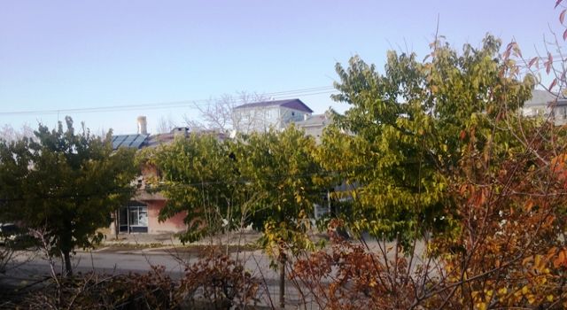 ‘Süs’ amacıyla kaldırımlara dikilen ağaçlar kirlilik oluşturuyor