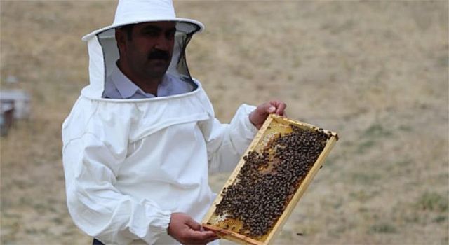 Arılı kovan destekleme icmalleri yayınlandı