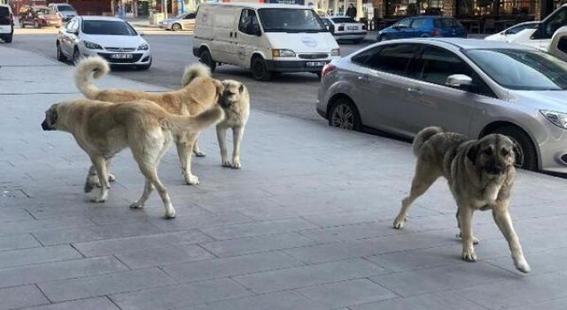 10 yaşındaki çocuğun ölümüne neden olan köpeğin sahibi tutuklandı