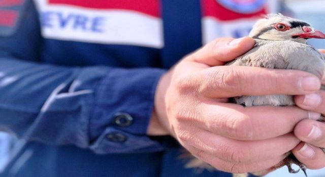 Şehre inen Kınalı Keklik doğaya salındı