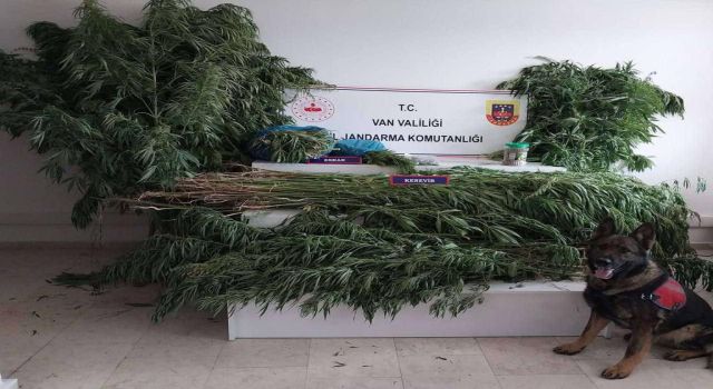 Van'da Hint Keneviri operasyonu: 1 kişi tutuklandı