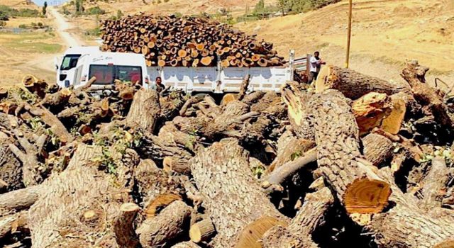 Şırnak’taki orman tahribatına çevrecilerden tepki: ‘Güvenlik’ bahanesiyle ormanlar yok edilemez!