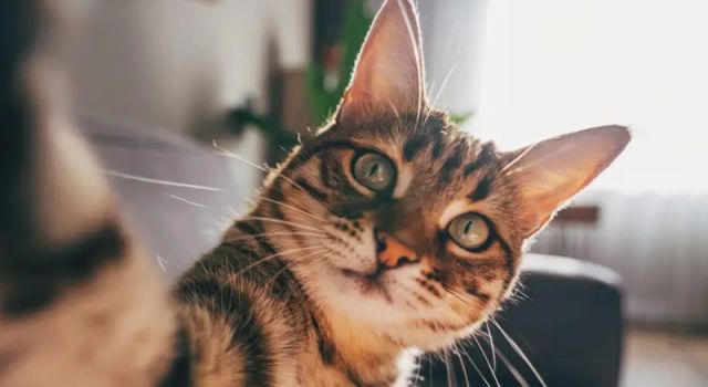 Demanslı kediler Alzheimer tedavisinin anahtarı olabilir mi?