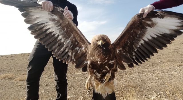 Van'da yaralı bulunan kartal tedavi altına alındı