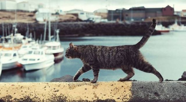 İspanya’da kaybolan kedi, 250 km yürüyerek Fransa’daki evine döndü