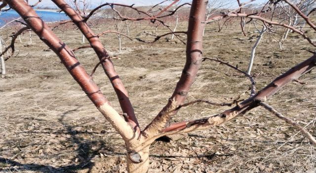 Tavşanlar 150 meyve ağacını kemirerek kuruttu: Çiftçinin tazminat başvurusu sonuçsuz kaldı