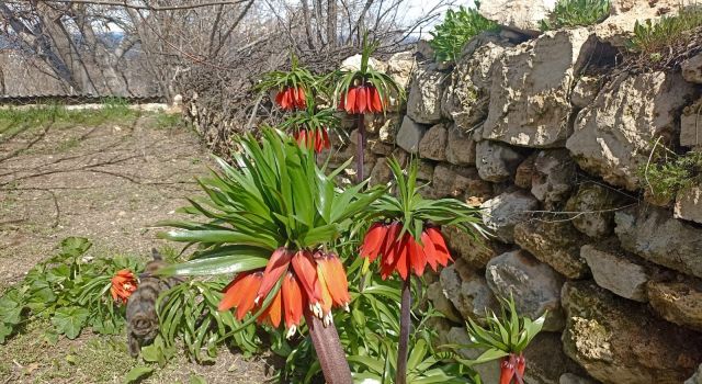 Ters Laleler geciken bahara baş kaldırdı