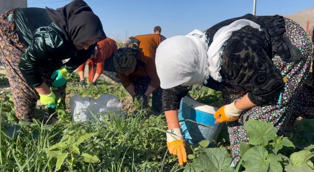 DEM Partili belediyelerde "komünal yaşam" dönemi