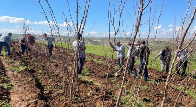 Aşılı Meyve Fidanları Çiftçilere 10 TL’den Satılacak