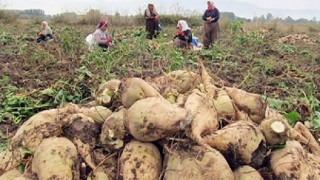 Şeker pancarında yüksek verim bekleniyor