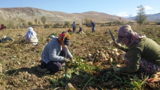 Pancar tarlasında hummalı çalışma