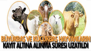 Büyükbaş ve küçükbaş hayvanların kayıt altına alınma süresi uzatıldı