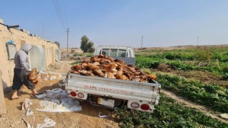 Irak'ta kuş gribi alarmı; Kürdistan Bölgesi tedbirler için harekete geçti
