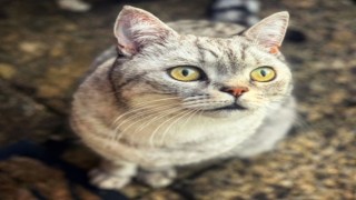 Kediniz sizi aldatıyor mu ya da o gerçekten 'sizin kediniz' mi?