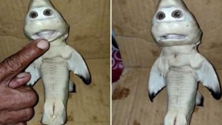 İnsan yüzlü yavru köpek balığı bulundu