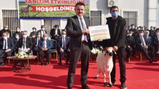 Diyarbakır’da kuzular podyuma çıktı!