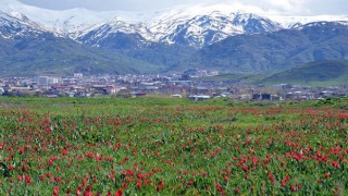 Hasan ÇAKMAK nivîsî: KARWAN (9)