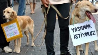 Hayvan hakları yasası Erdoğan'a sunuldu: Kasten öldürmeye 4, eziyete 3 yıla kadar hapis cezası