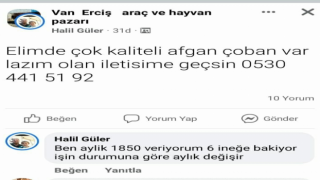 "Elimde çok kaliteli Afgan çoban var" paylaşımı yapan şahıs gözaltına alındı