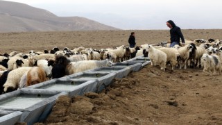 Susuz kalan hayvanlar için sondaj faaliyetleri hız kazandı