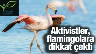 "Van'da neden flamingo festivali yapılmıyor?"