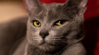 Uluslararası Kedi Federasyonu'ndan Rus kedilerine yaptırım kararı