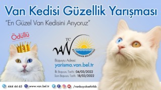 Van Kedisi güzellik yarışması düzenleniyor