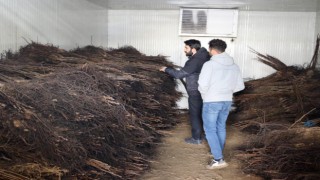 Çiftçiye yüzde 50 hibeli ceviz fidanı desteği